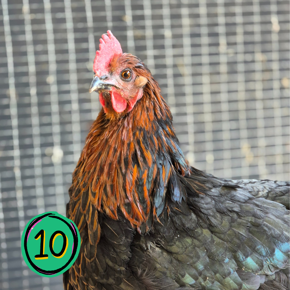 Name a Rescued Chicken