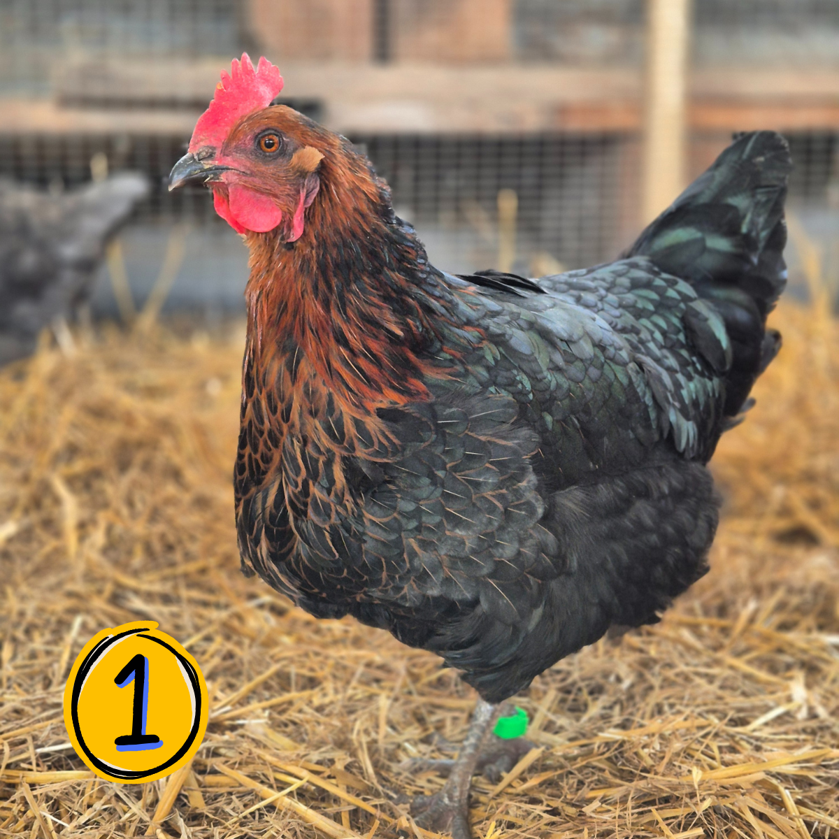 Name a Rescued Chicken