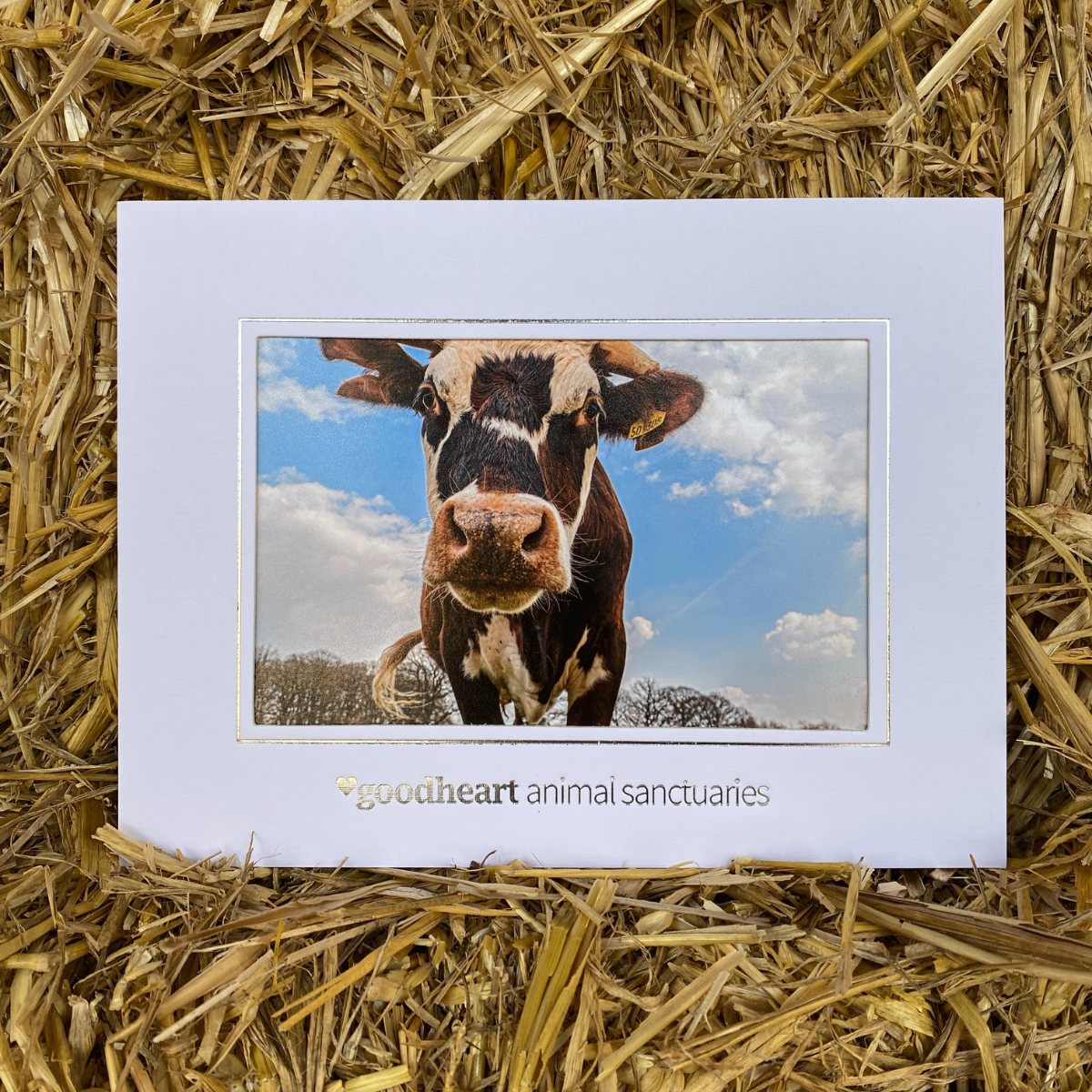 Rufus the Cow Framed Photo