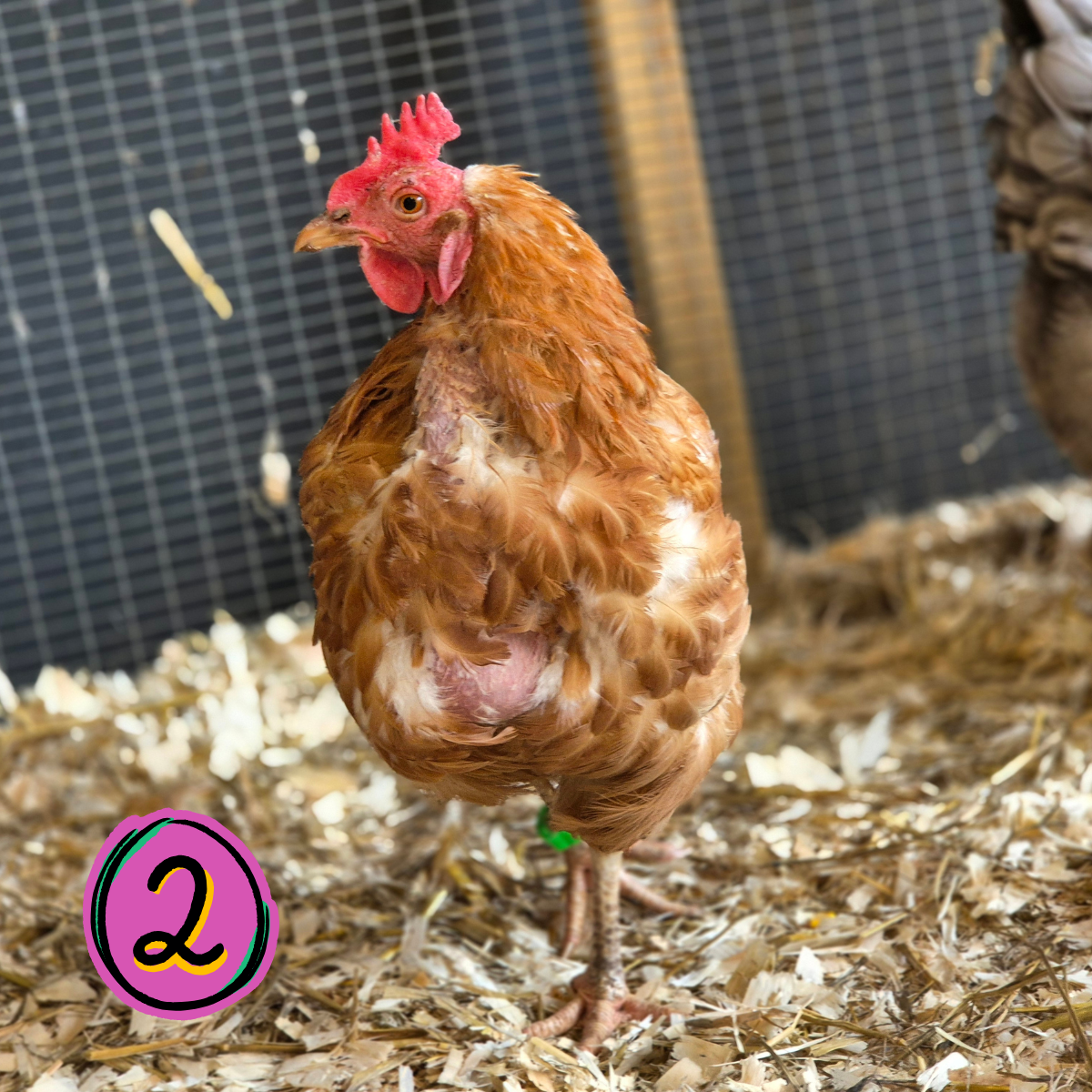 Name a Rescued Chicken