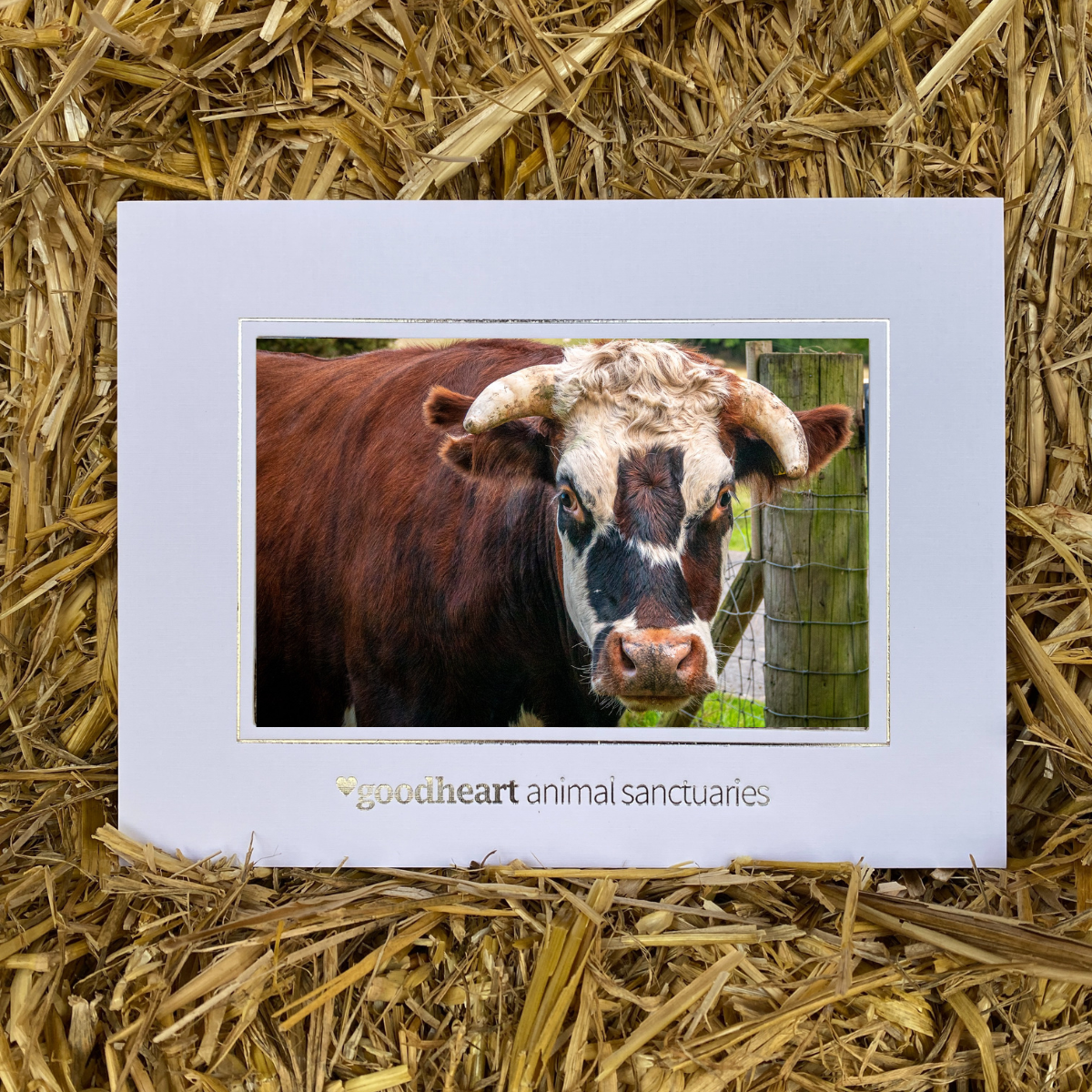 Rufus the Cow Framed Photo