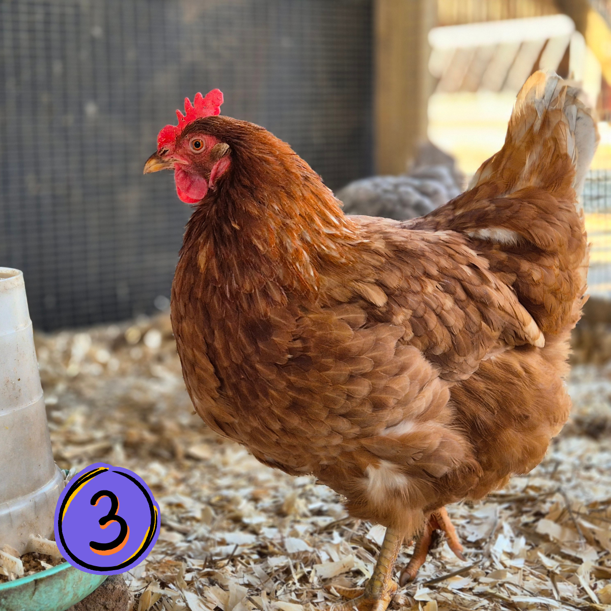 Name a Rescued Chicken
