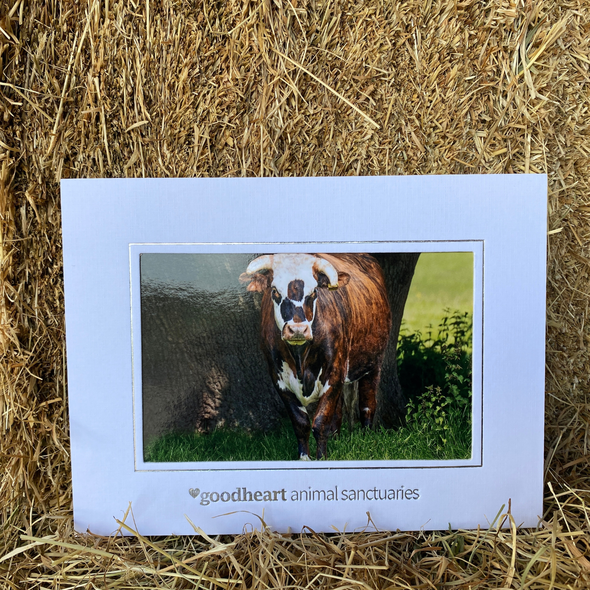 Rufus the Cow Framed Photo