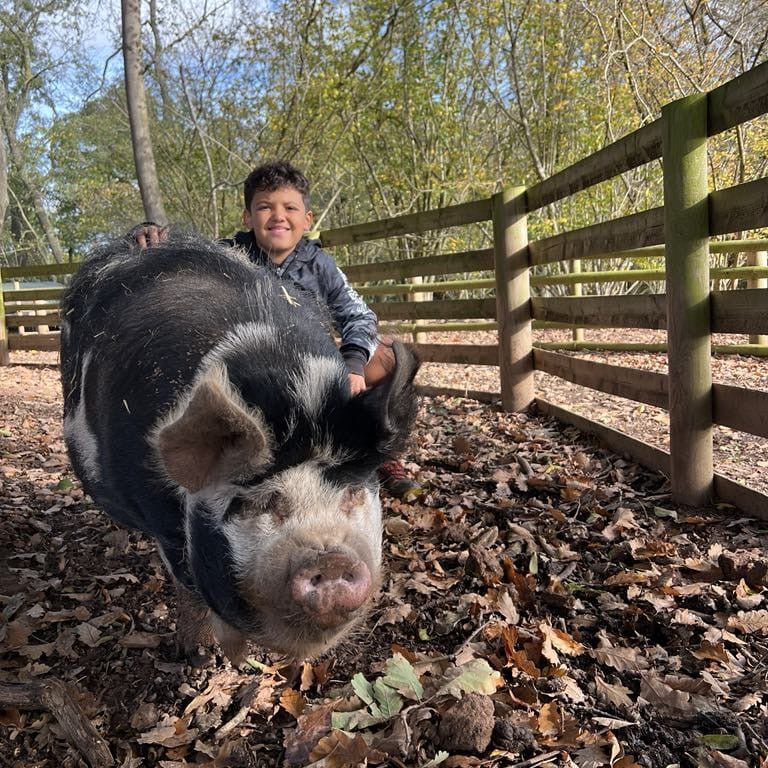 Winter Pig Experience for Two E-Voucher