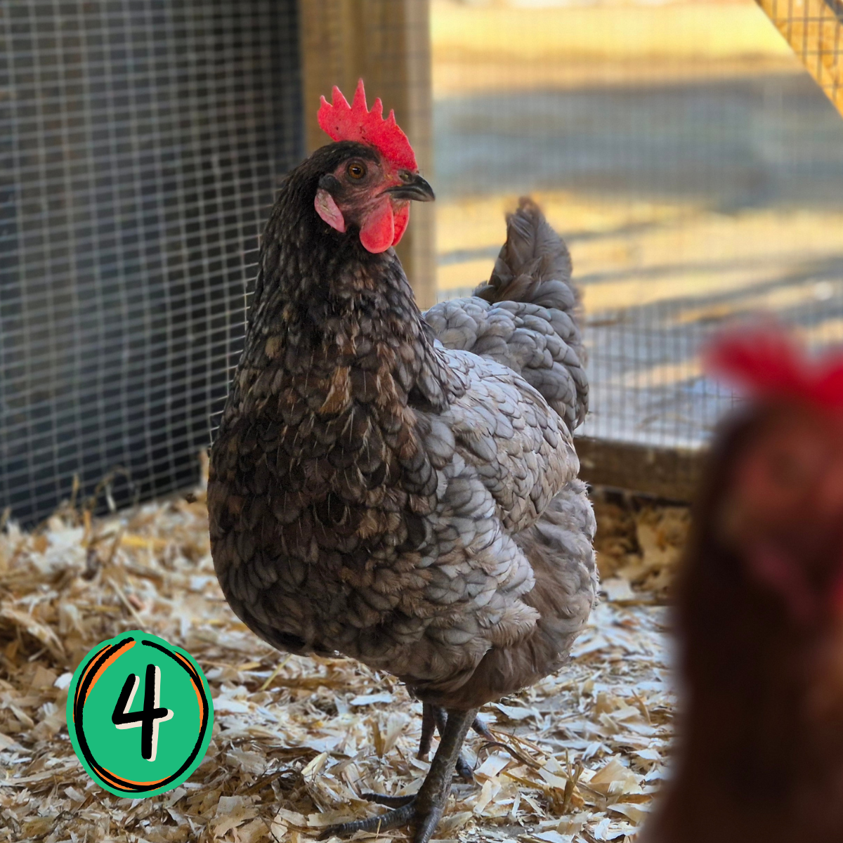 Name a Rescued Chicken