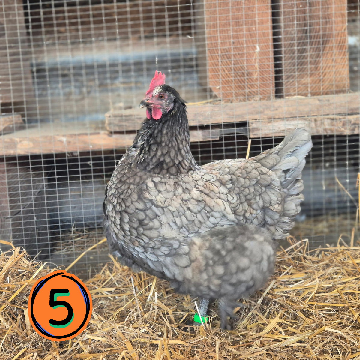 Name a Rescued Chicken