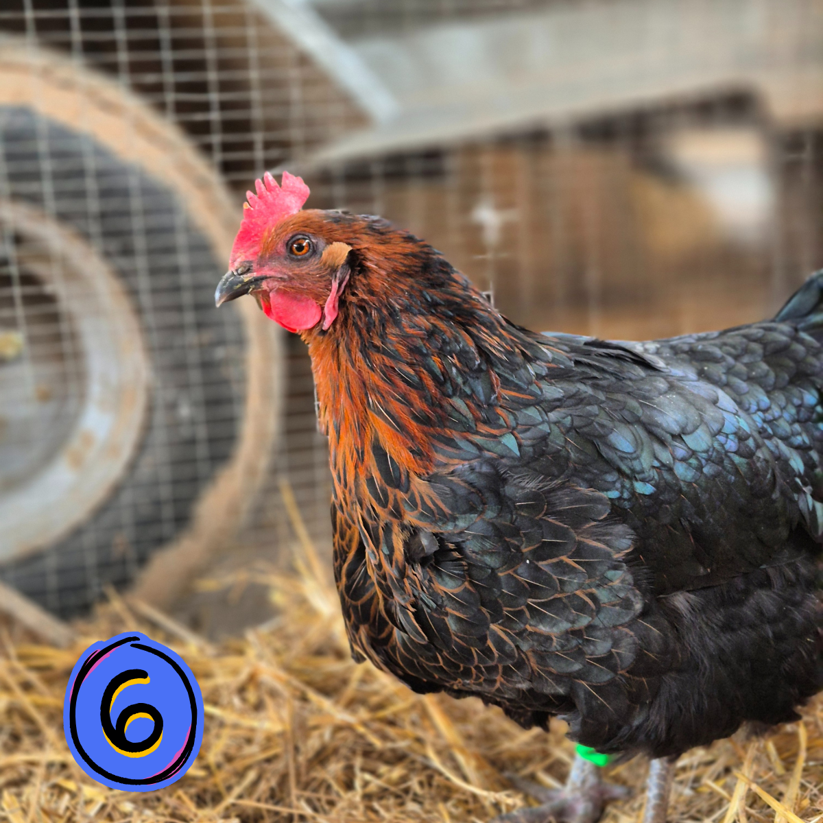 Name a Rescued Chicken