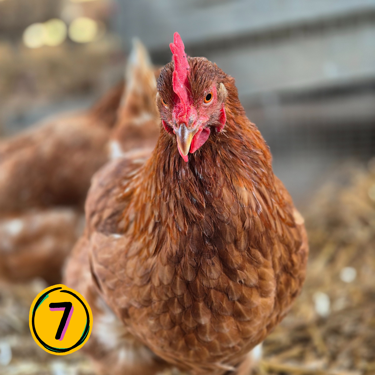 Name a Rescued Chicken