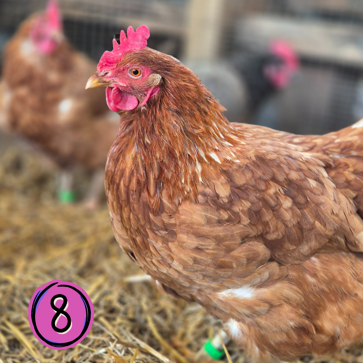 Name a Rescued Chicken