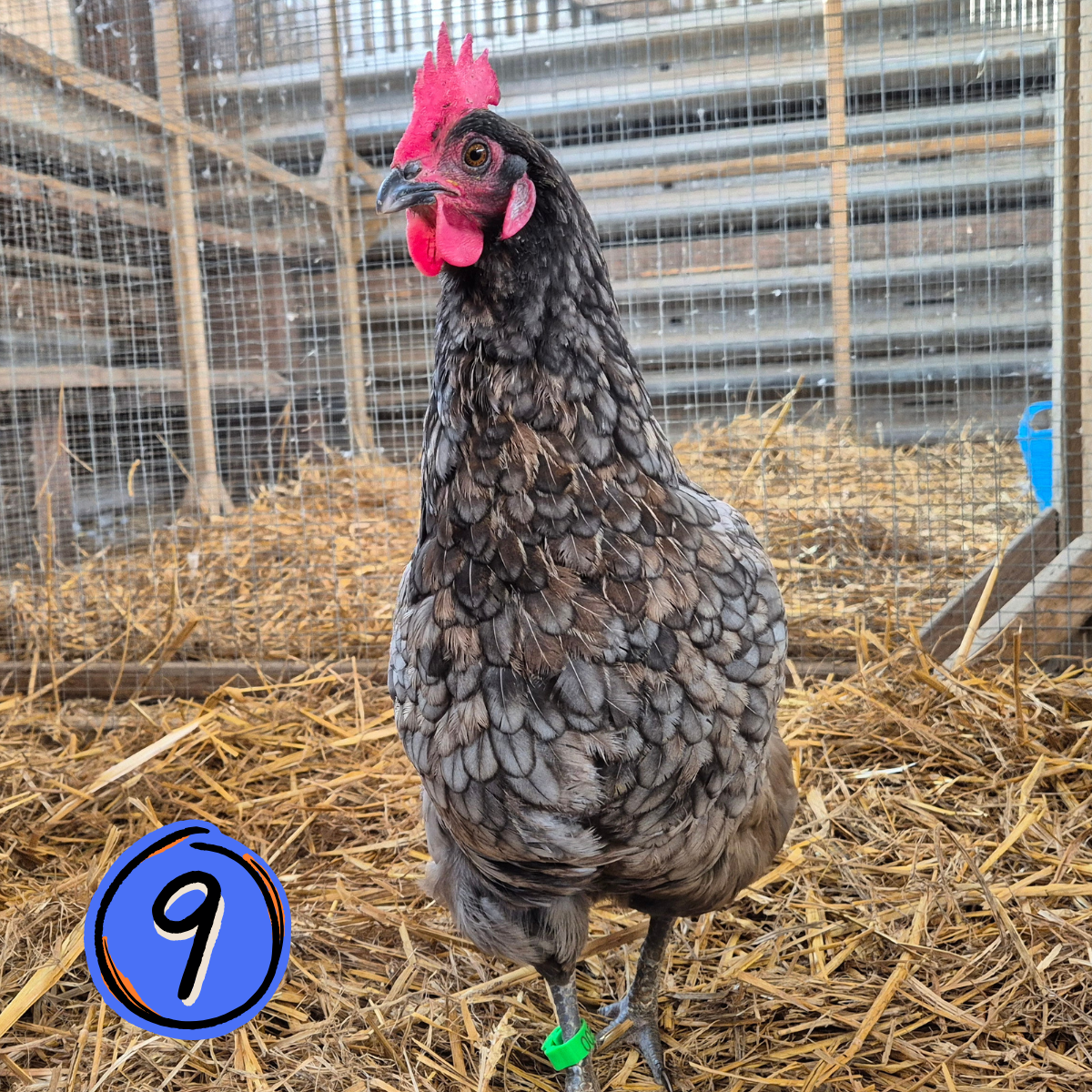 Name a Rescued Chicken