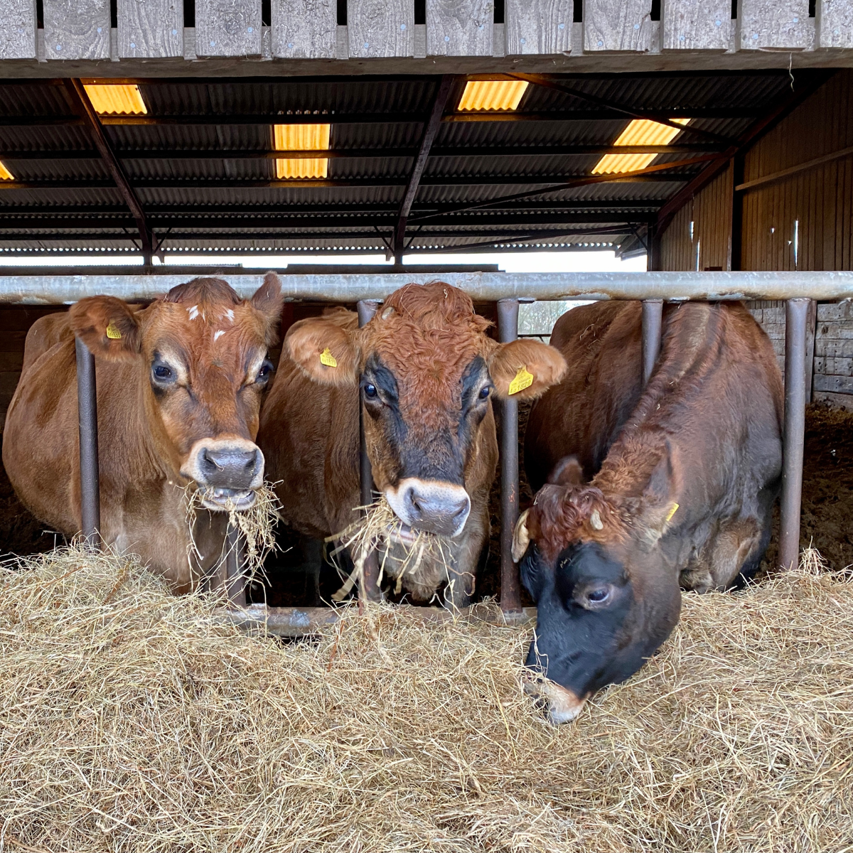 Buy a bale of hay