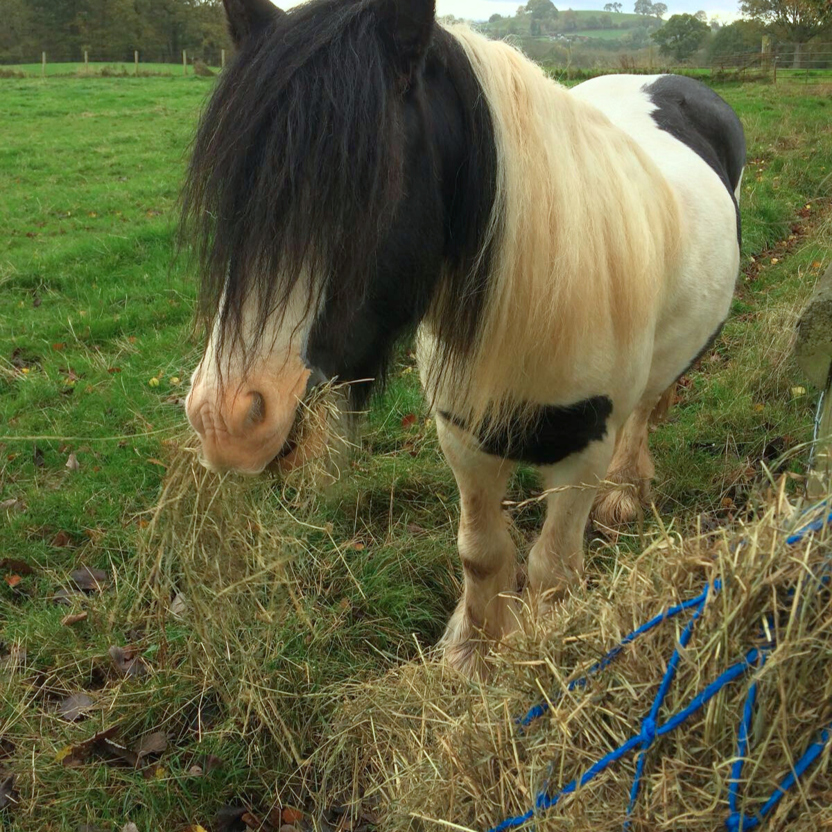 Buy a bale of hay