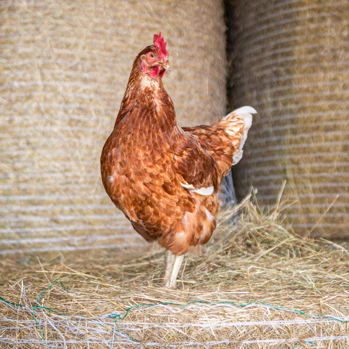Adopt a Chicken - Digital Adoption Pack