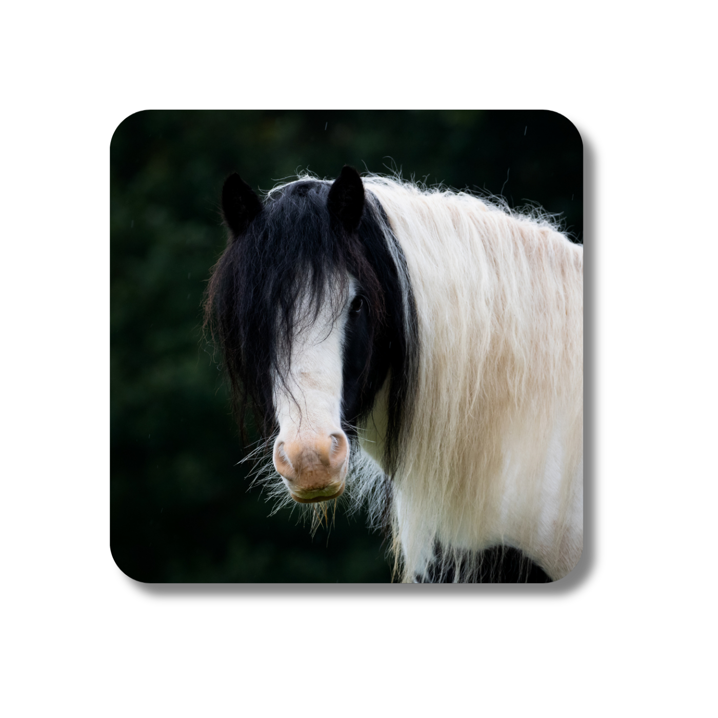 Harry the Pony Coaster