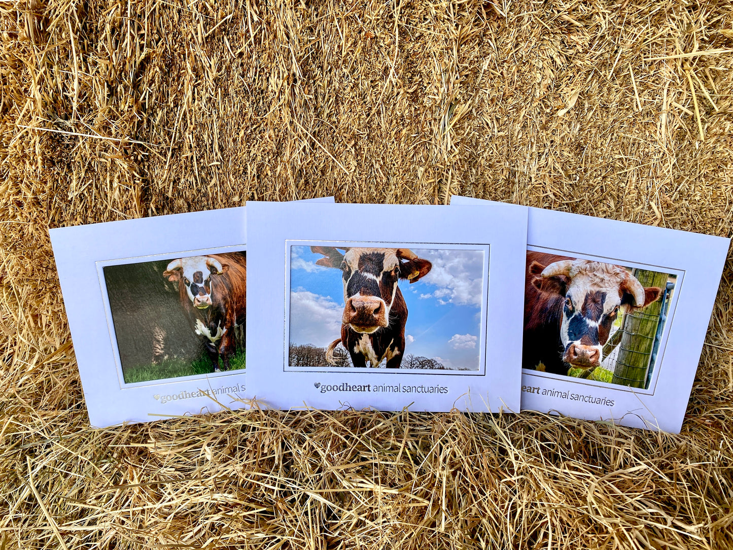 Rufus the Cow Framed Photo