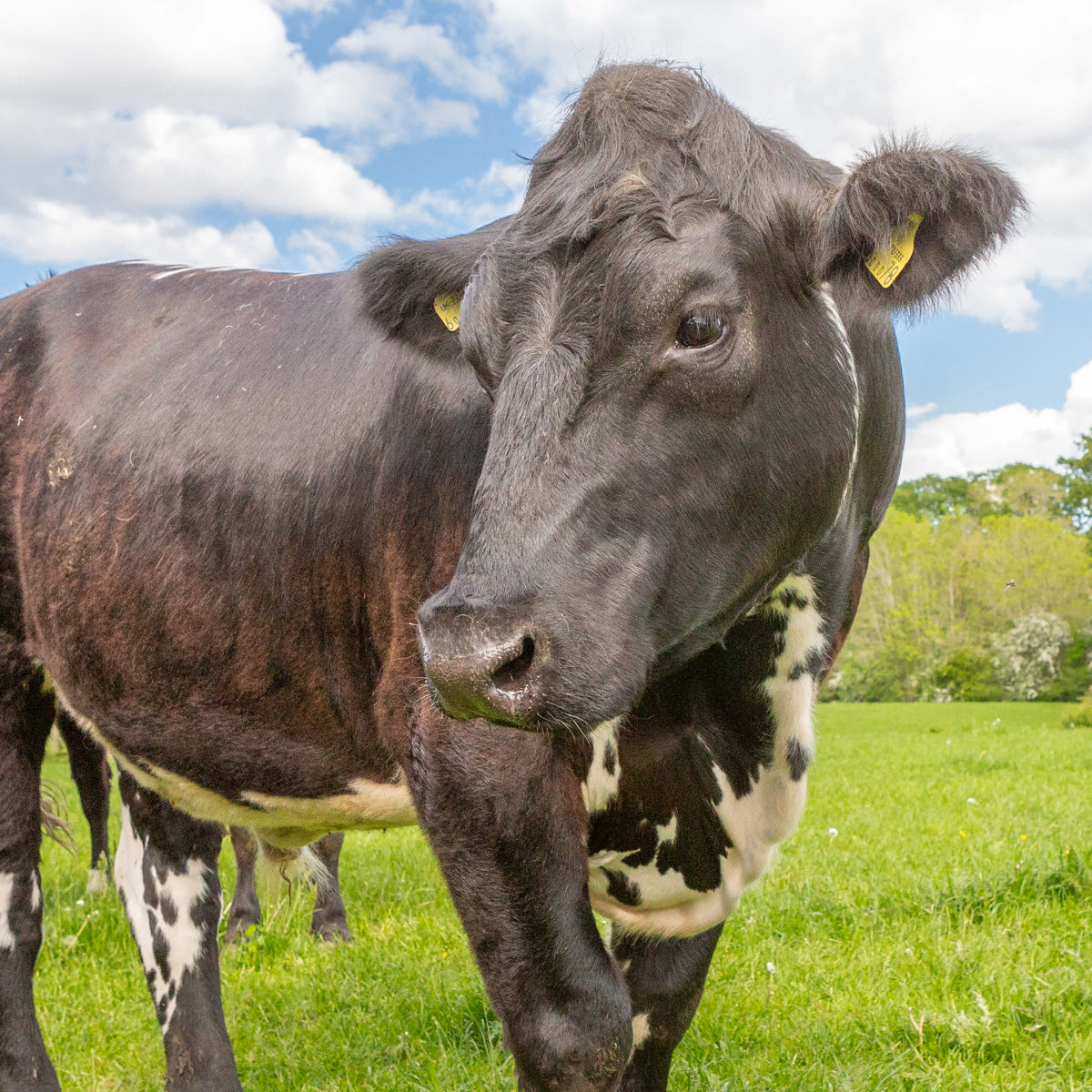 Everest the Cow Digital Adoption Pack