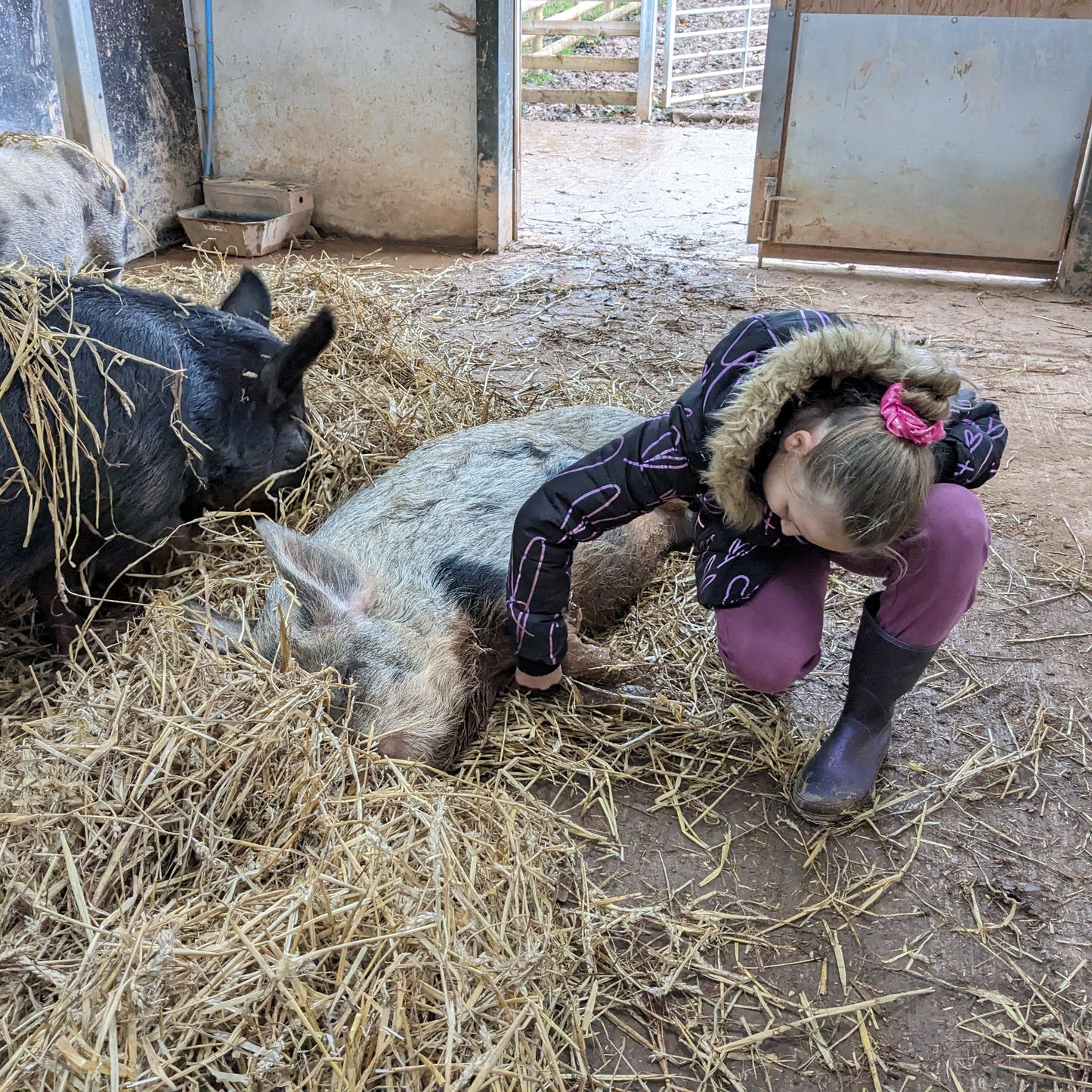 Winter Pig Experience for Two E-Voucher