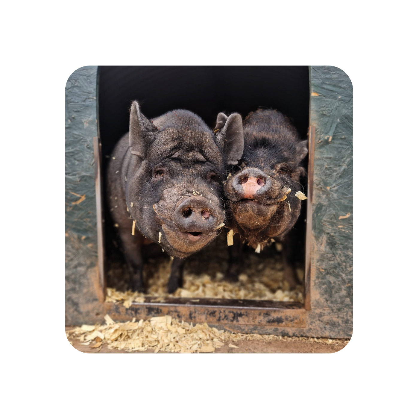 Bertie and Cedric Coaster