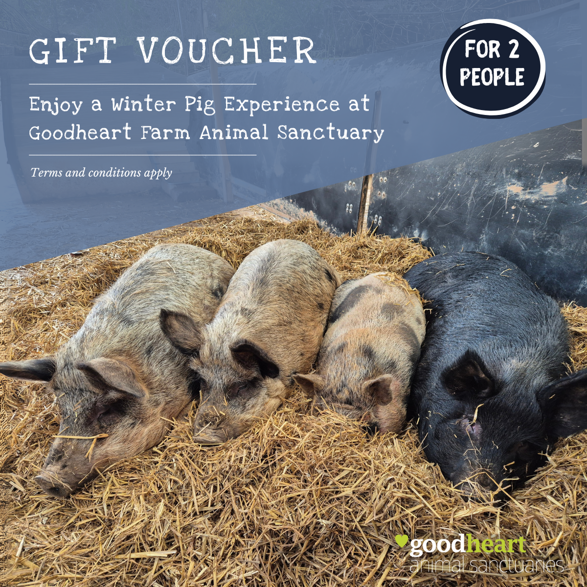 Winter Pig Experience for Two E-Voucher