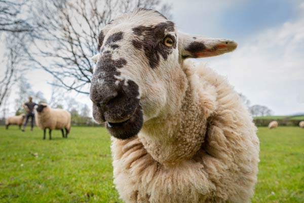 Sheep Adoption Box