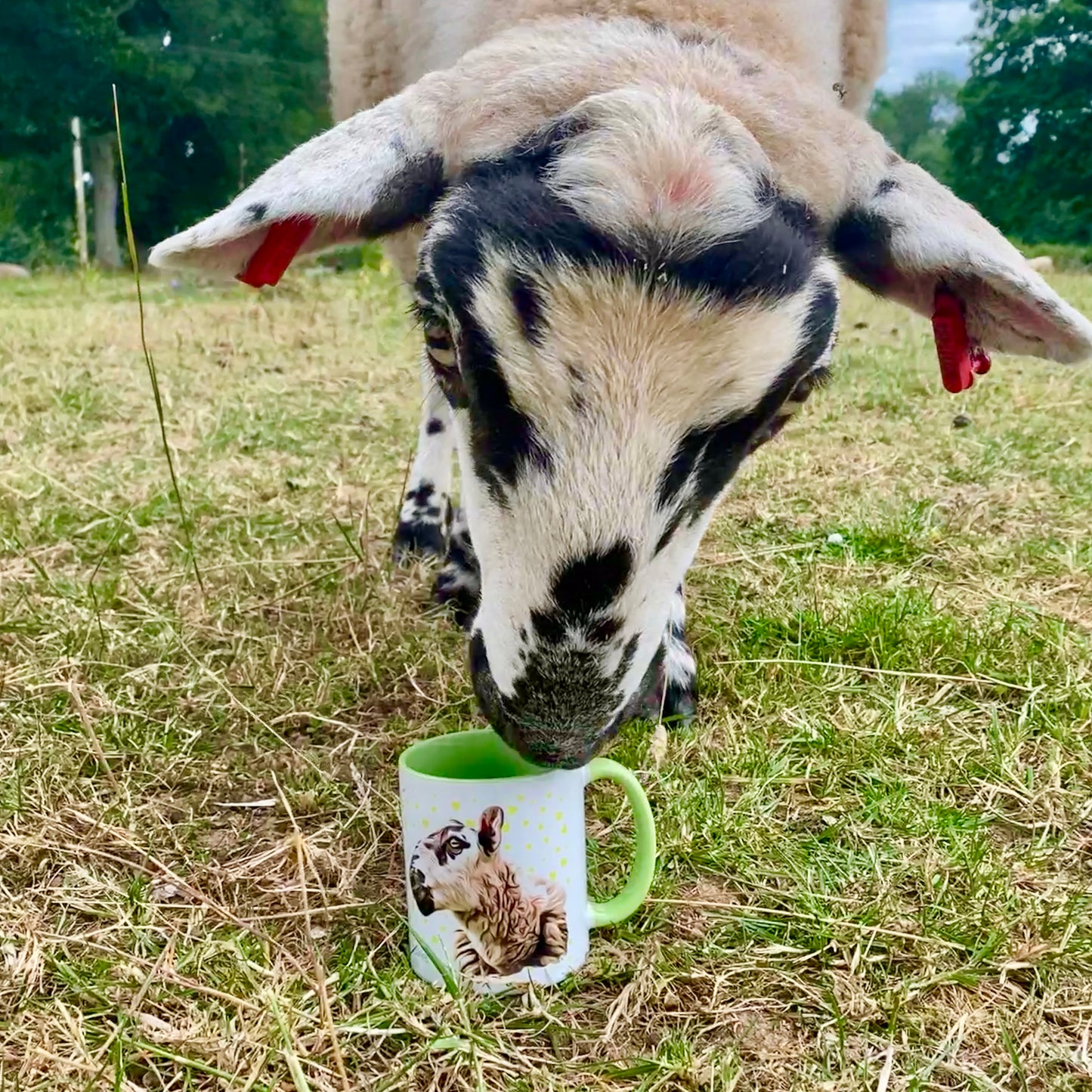 Bob the Sheep Two Tone Mug