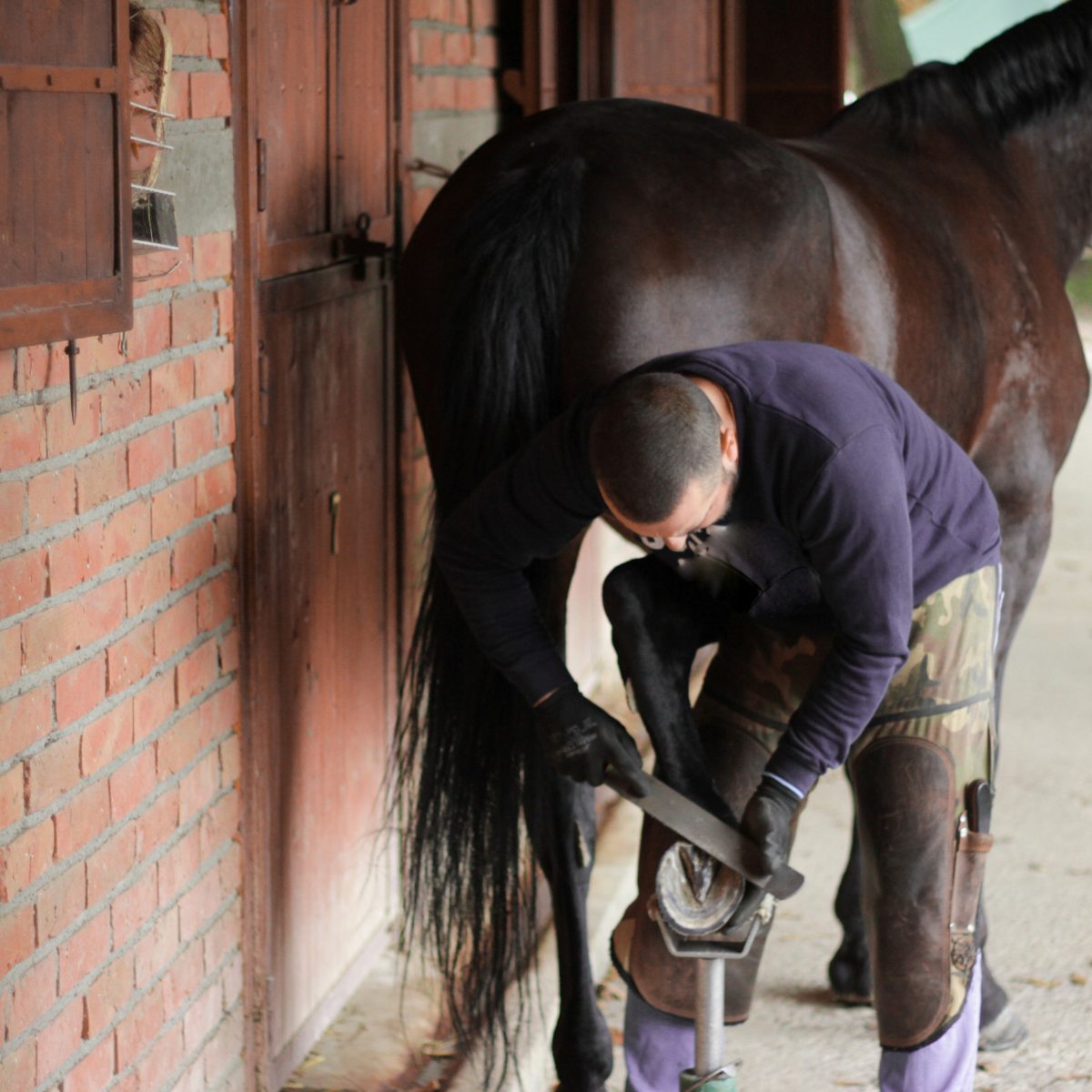 A hoof trim for our equines