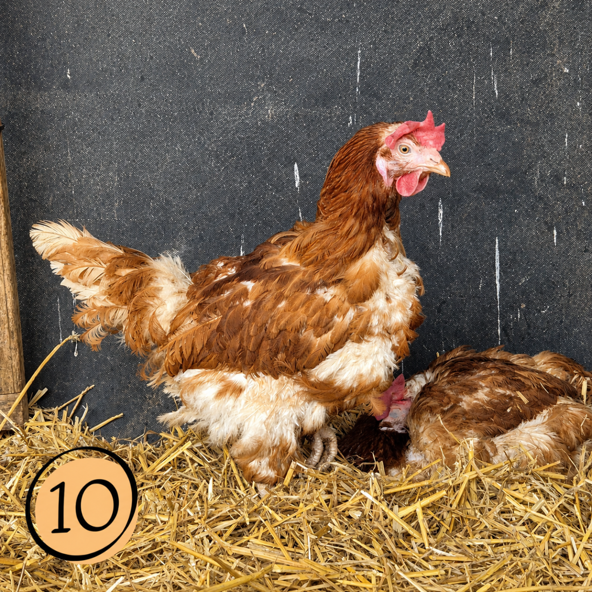 Name a Rescued Chicken