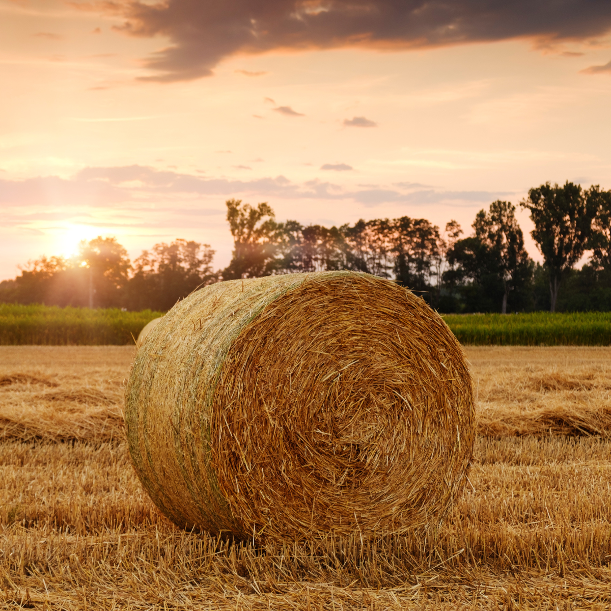 Buy a bale of straw