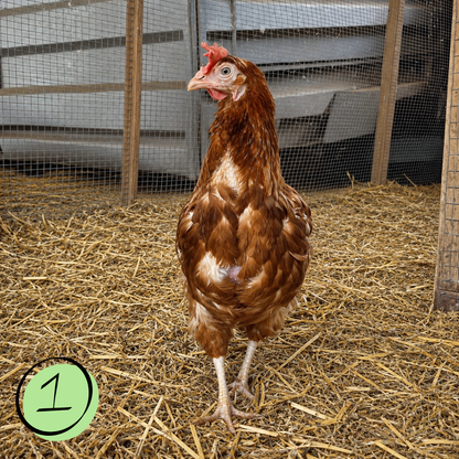 Name a Rescued Chicken
