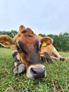 Adopt Duncan the Cow