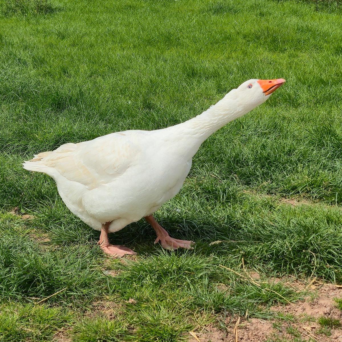 Adopt a Goose - Digital Adoption Pack