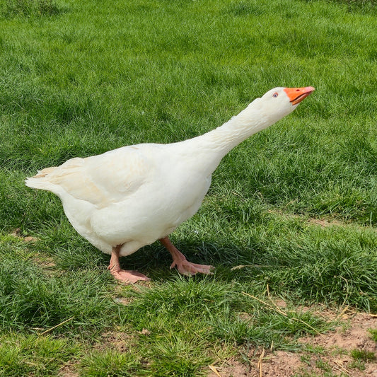 Adopt a Goose - Digital Adoption Pack