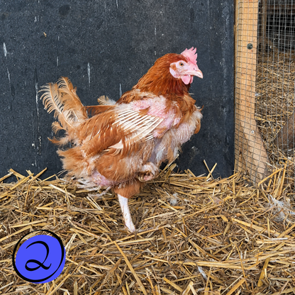Name a Rescued Chicken