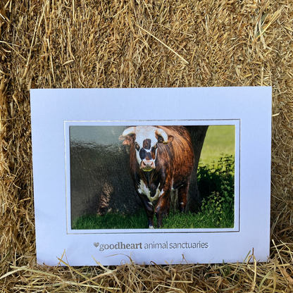 Rufus the Cow Framed Photo