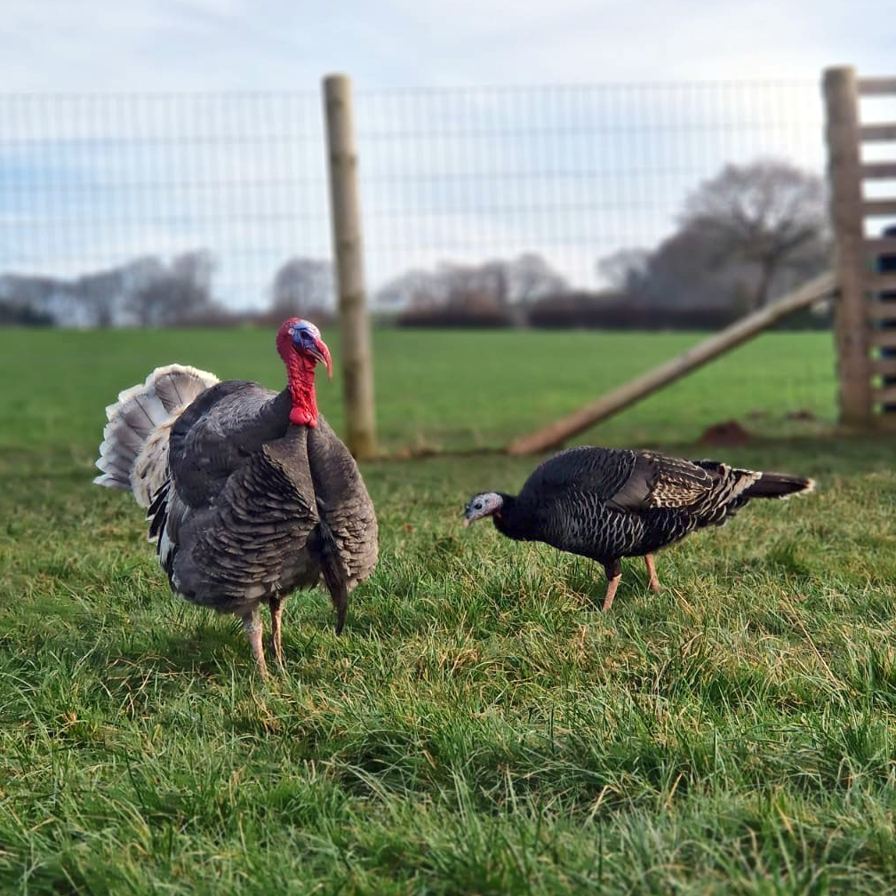 Adopt a Turkey - Digital Adoption Pack
