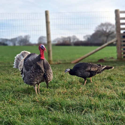 Adopt a Turkey - Digital Adoption Pack