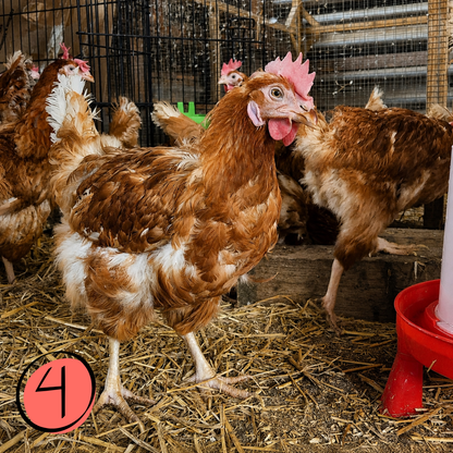 Name a Rescued Chicken