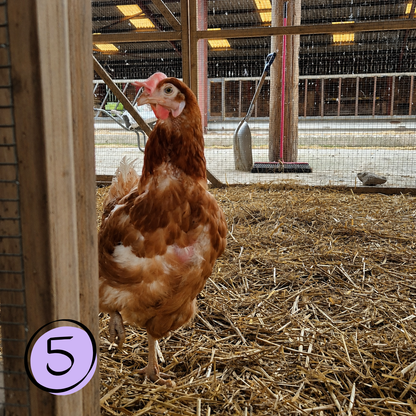 Name a Rescued Chicken