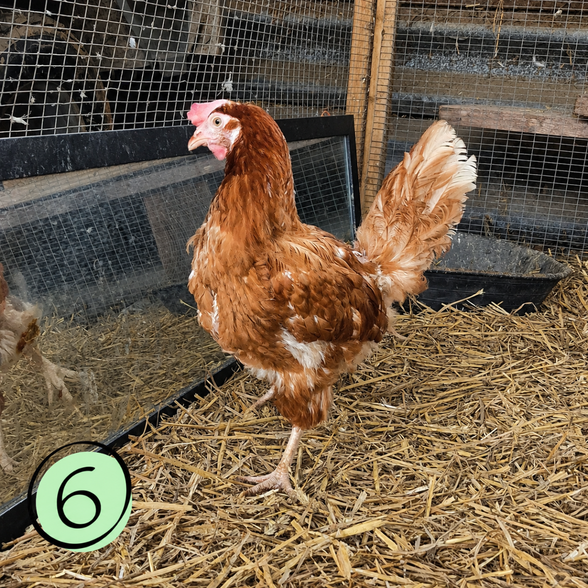 Name a Rescued Chicken