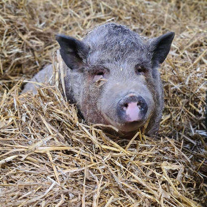 Buy a bale of straw