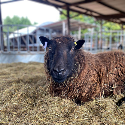 Buy a bale of straw