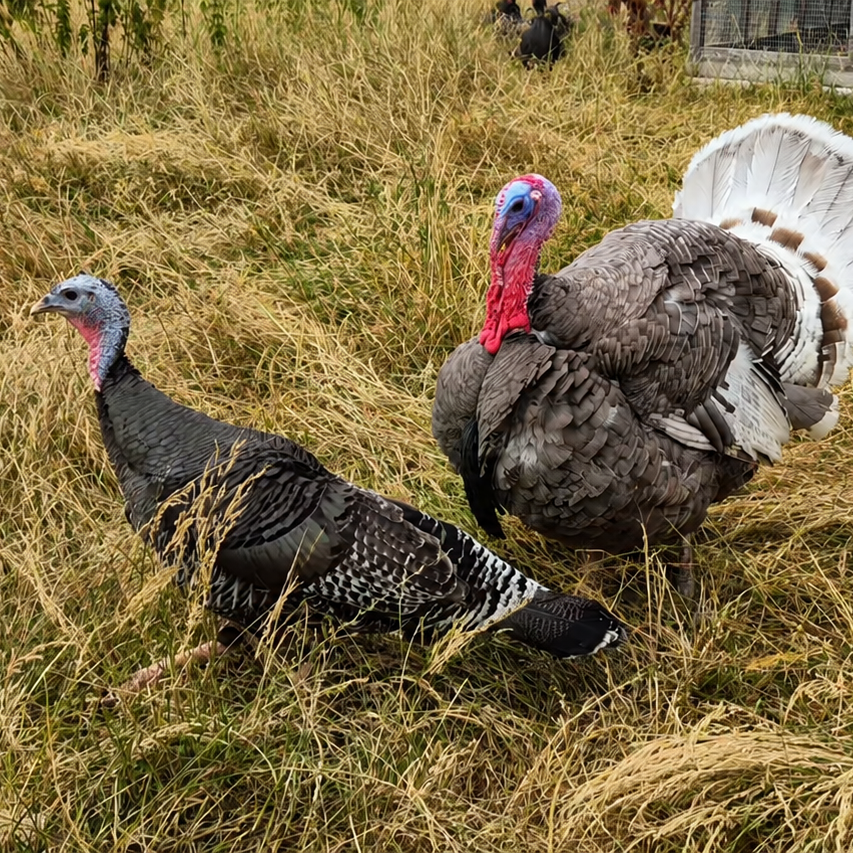 Two wild turkeys standing in tall dry grass outdoors, with the male turkey facing forward and displaying its white tail feathers.