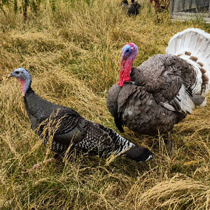 Two wild turkeys standing in tall dry grass outdoors, with the male turkey facing forward and displaying its white tail feathers.