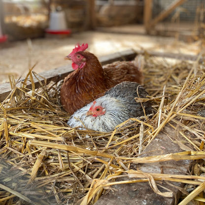 Buy a bale of straw