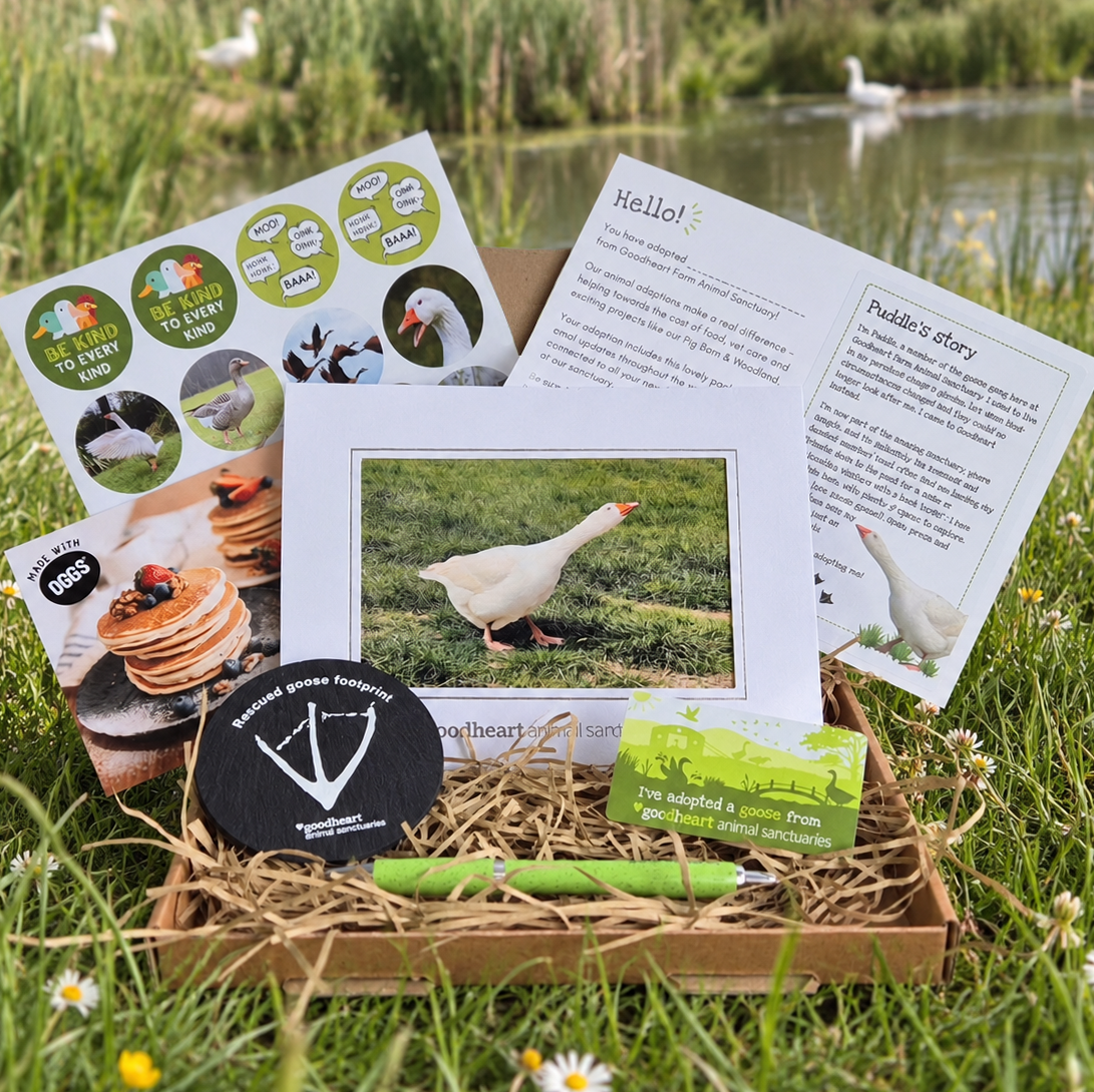 A curated outdoor gift box arranged in a cardboard box on grass by a pond, featuring printed goose-themed cards, a small green fridge magnet, a slate coaster, a green pen, and a framed photo of a white goose. The scene includes a rural outdoor environment with grass, flowers, and water, so this is Lifestyle rather than Product/Packaging.