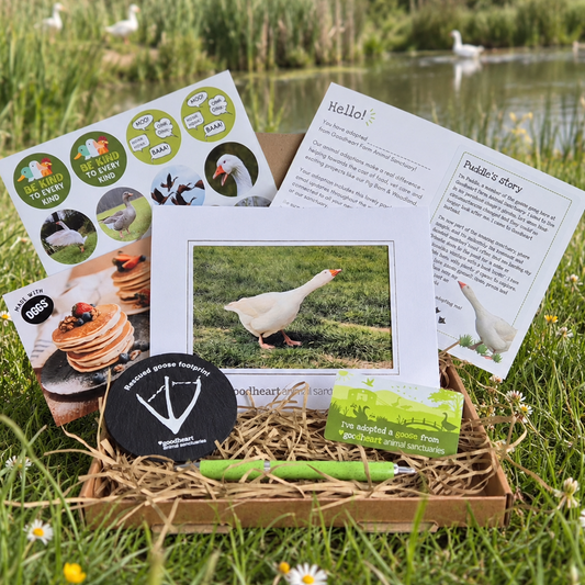A curated outdoor gift box arranged in a cardboard box on grass by a pond, featuring printed goose-themed cards, a small green fridge magnet, a slate coaster, a green pen, and a framed photo of a white goose. The scene includes a rural outdoor environment with grass, flowers, and water, so this is Lifestyle rather than Product/Packaging.