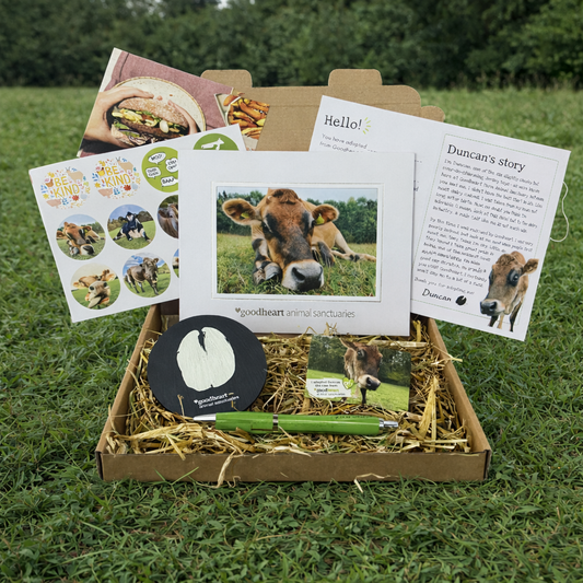 Adopt Duncan the Cow