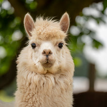 Load image into Gallery viewer, Adopt an Alpaca - Digital Adoption Pack