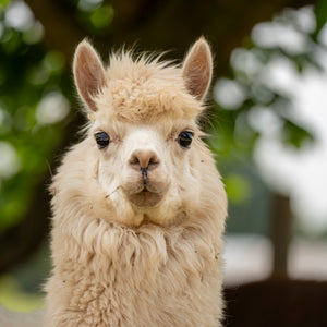 Adopt an Alpaca - Digital Adoption Pack