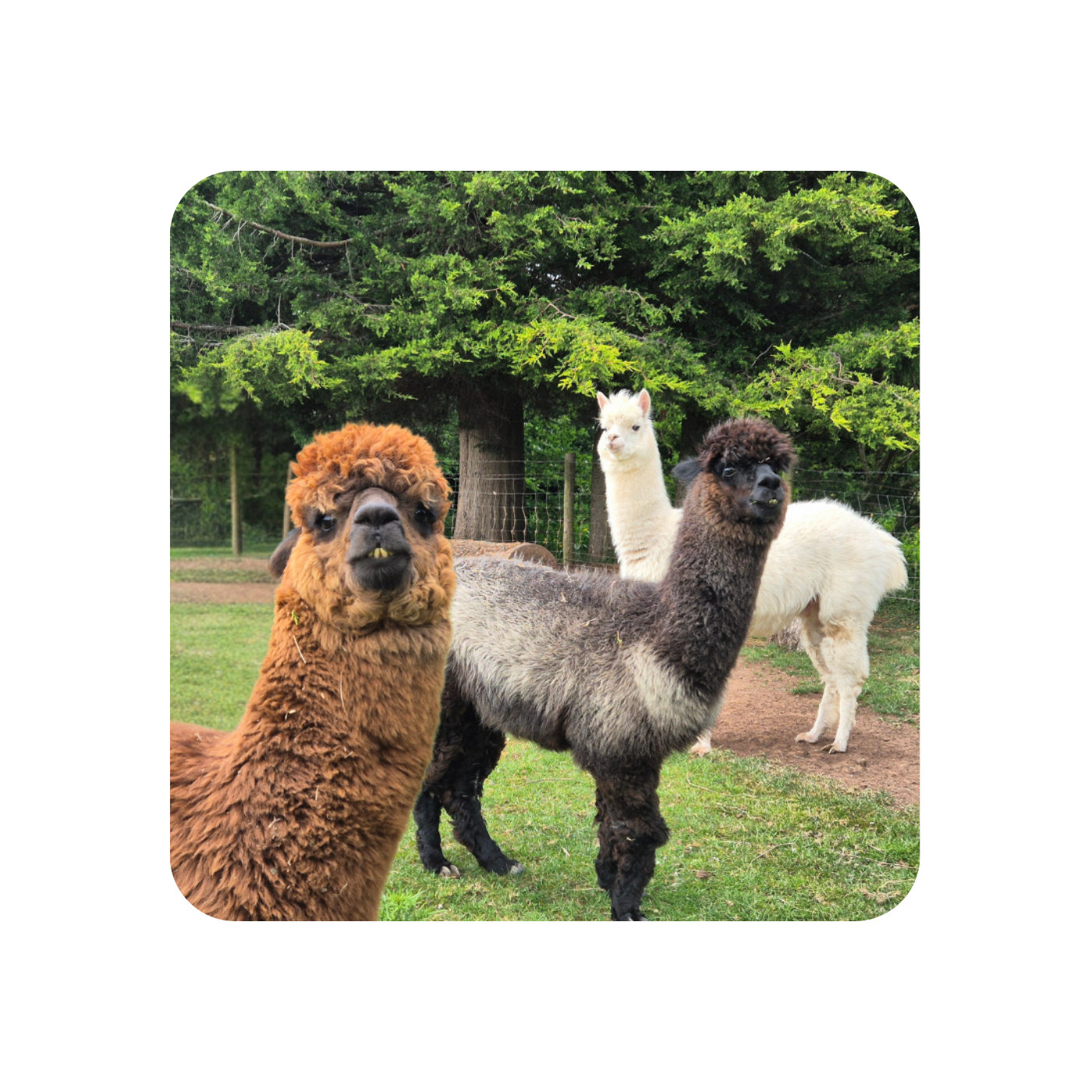 Alpacas Coaster